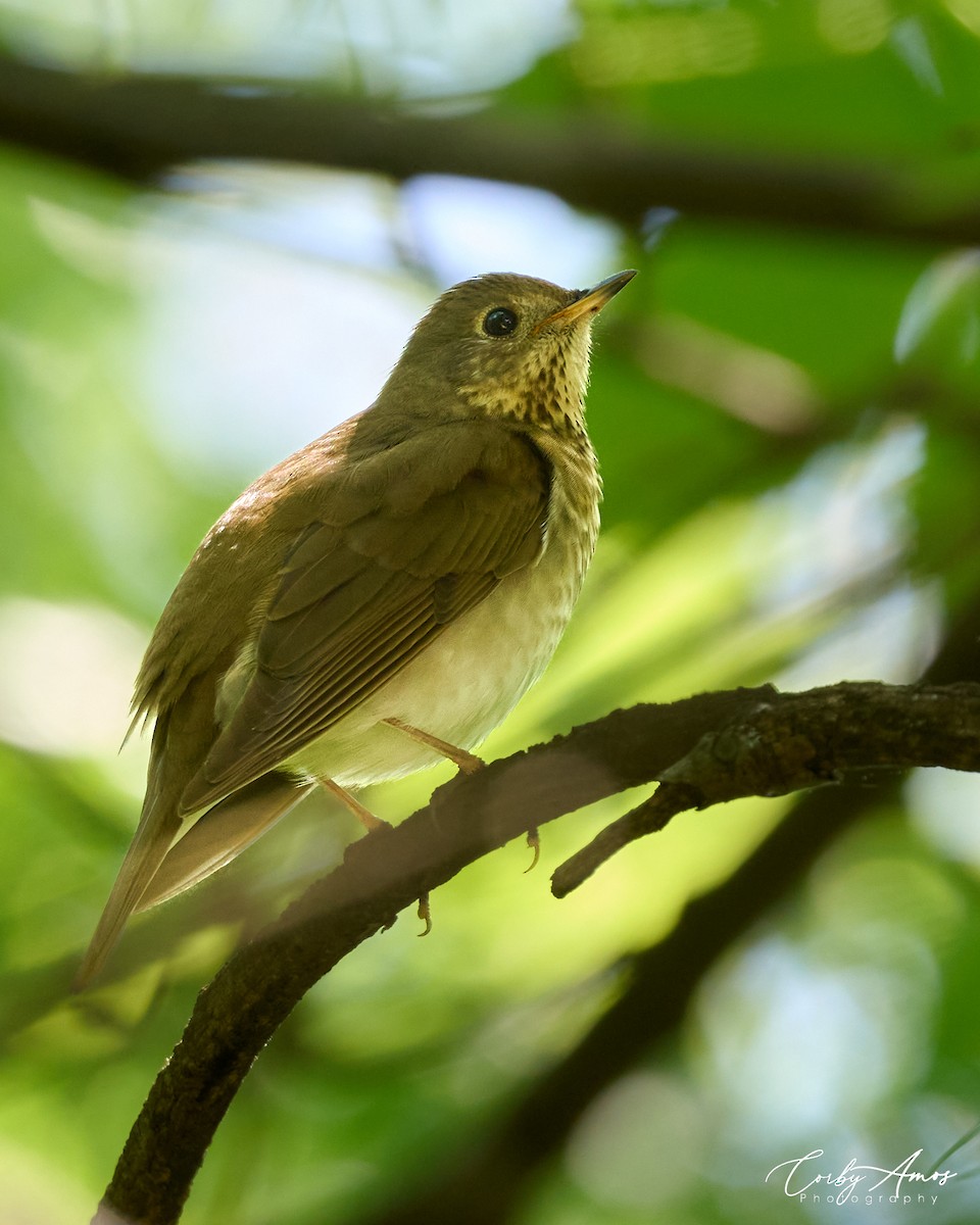 Gray-cheeked Thrush - Corby Amos