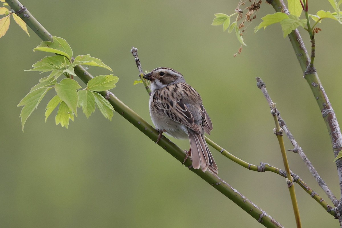 Clay-colored Sparrow - ML619206205