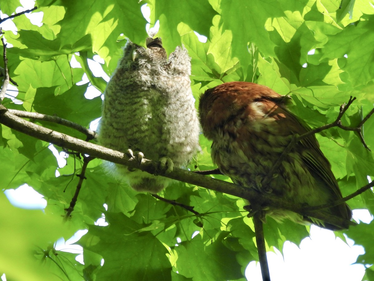 Eastern Screech-Owl - Daniel Sgro