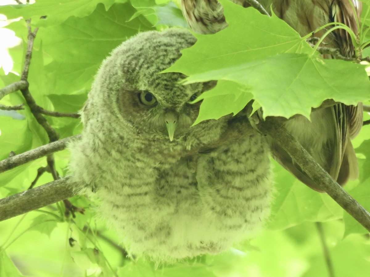 Eastern Screech-Owl - Daniel Sgro