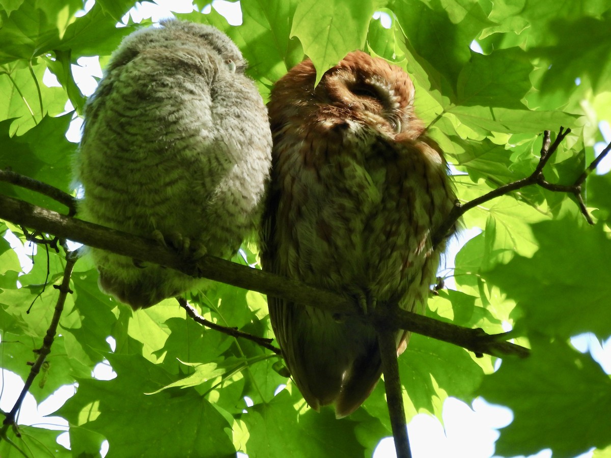 Eastern Screech-Owl - Daniel Sgro