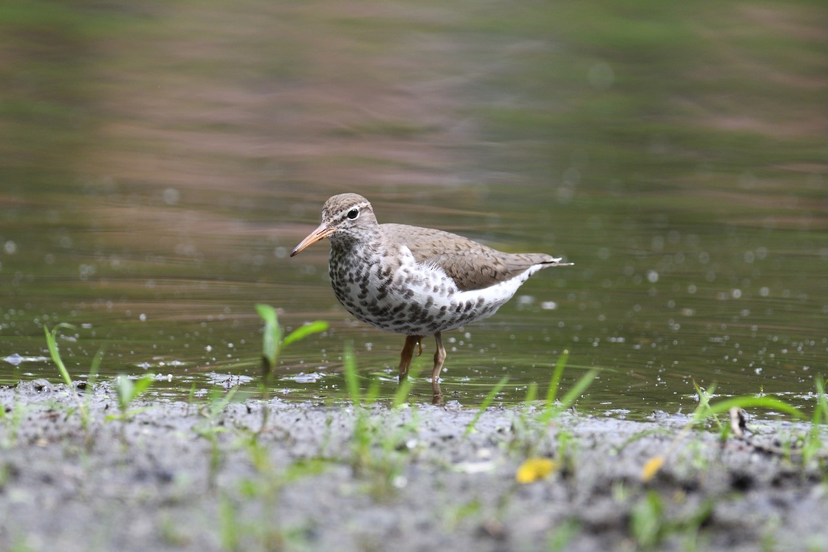 Spotted Sandpiper - terence zahner