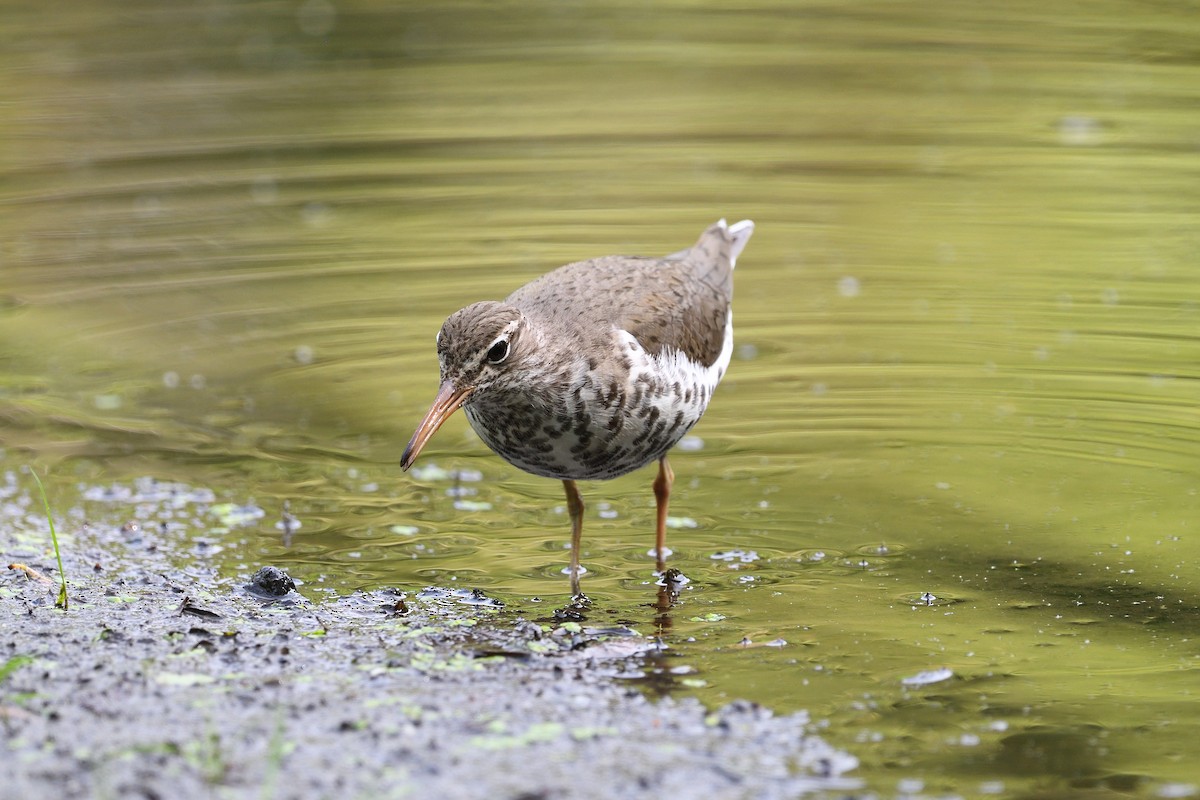 Spotted Sandpiper - terence zahner