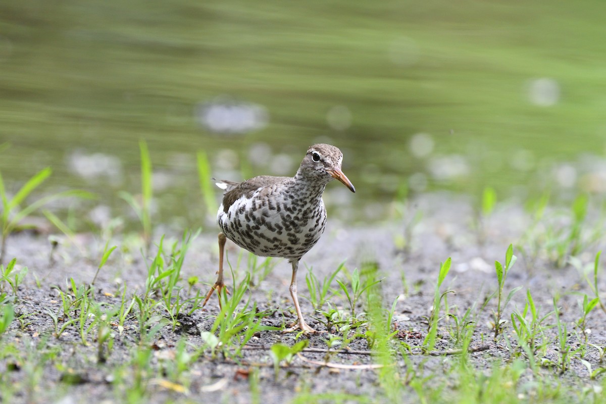 Spotted Sandpiper - terence zahner