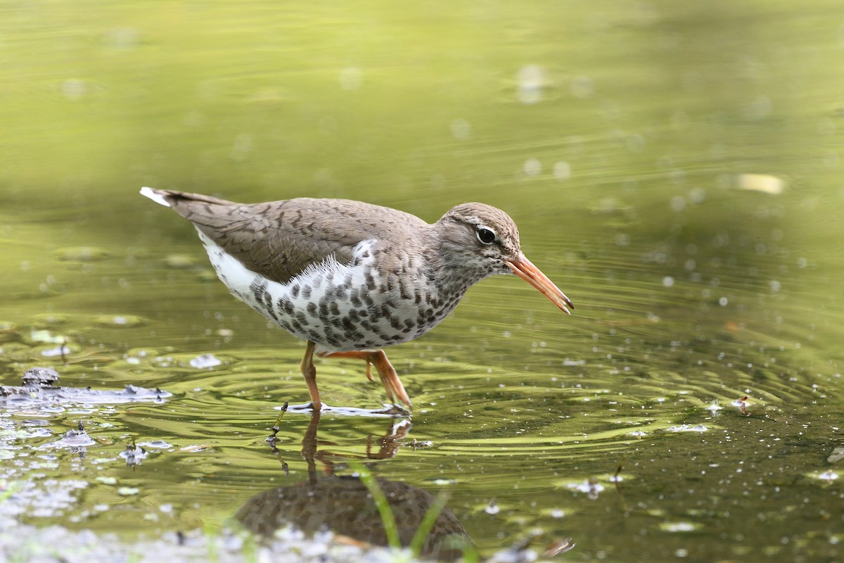 Spotted Sandpiper - terence zahner