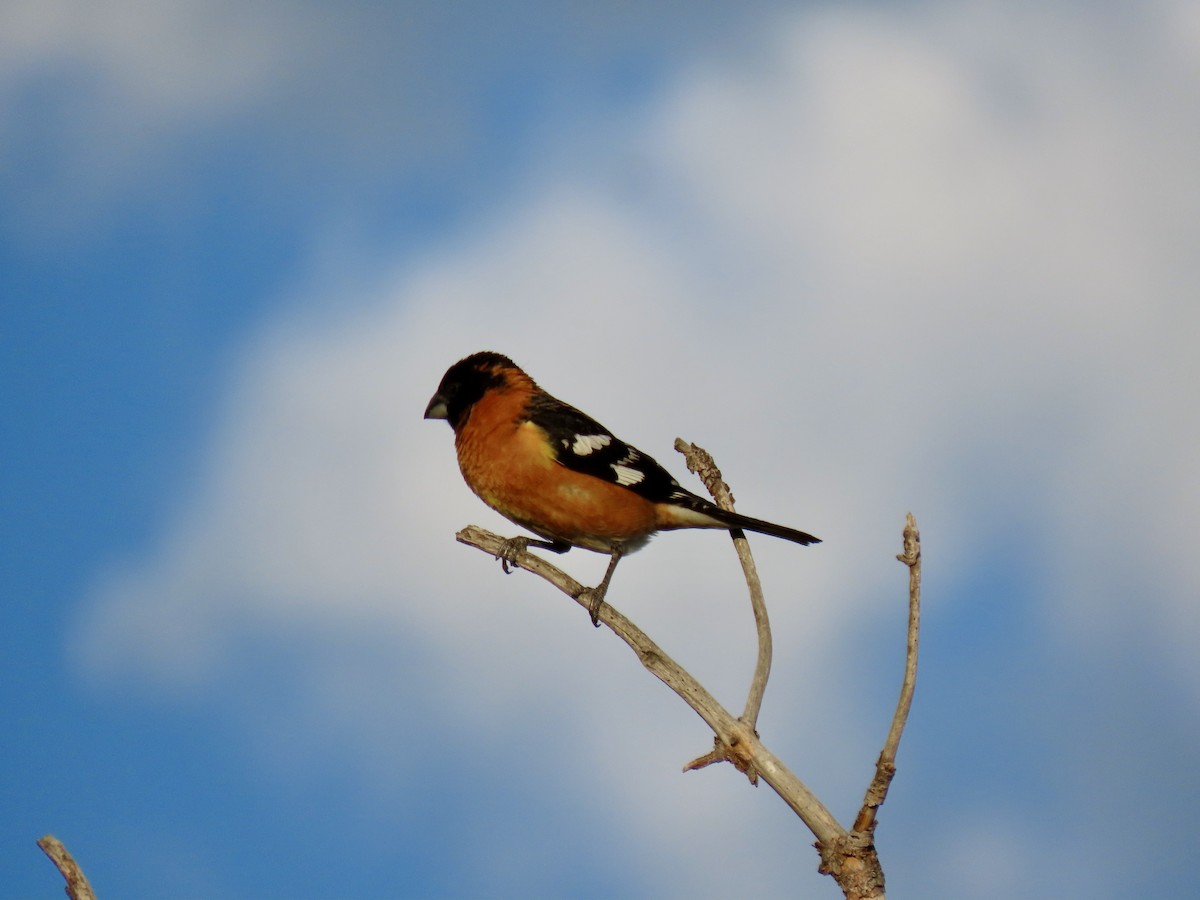 Black-headed Grosbeak - diana beatty