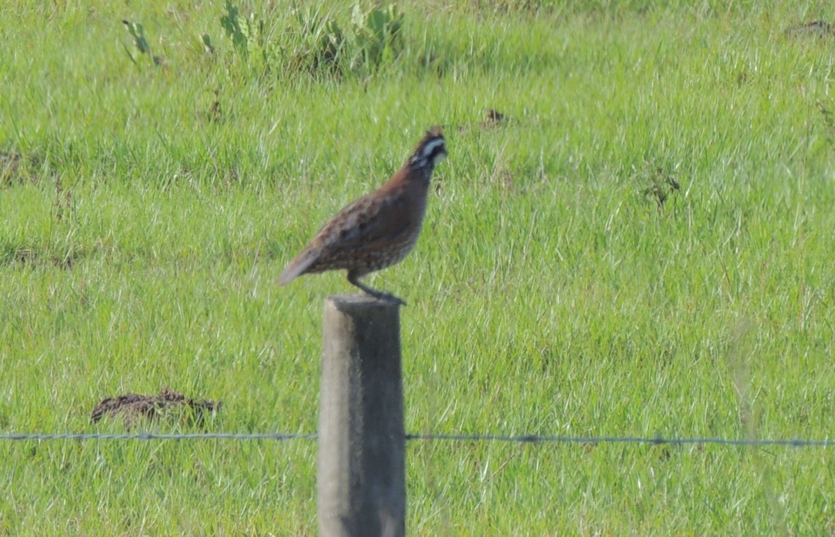 Northern Bobwhite - ML619206251