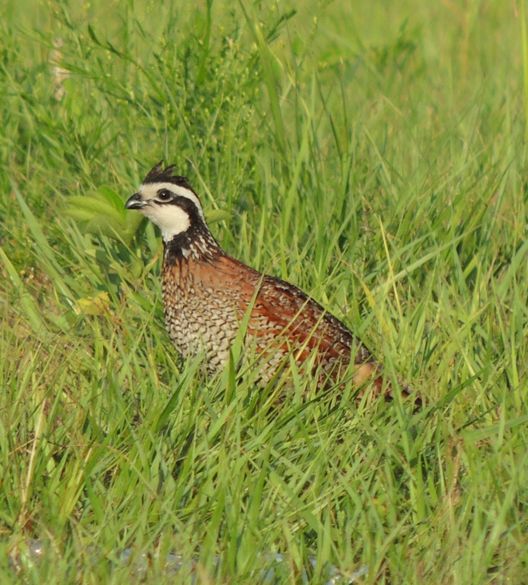 Northern Bobwhite - alice horst