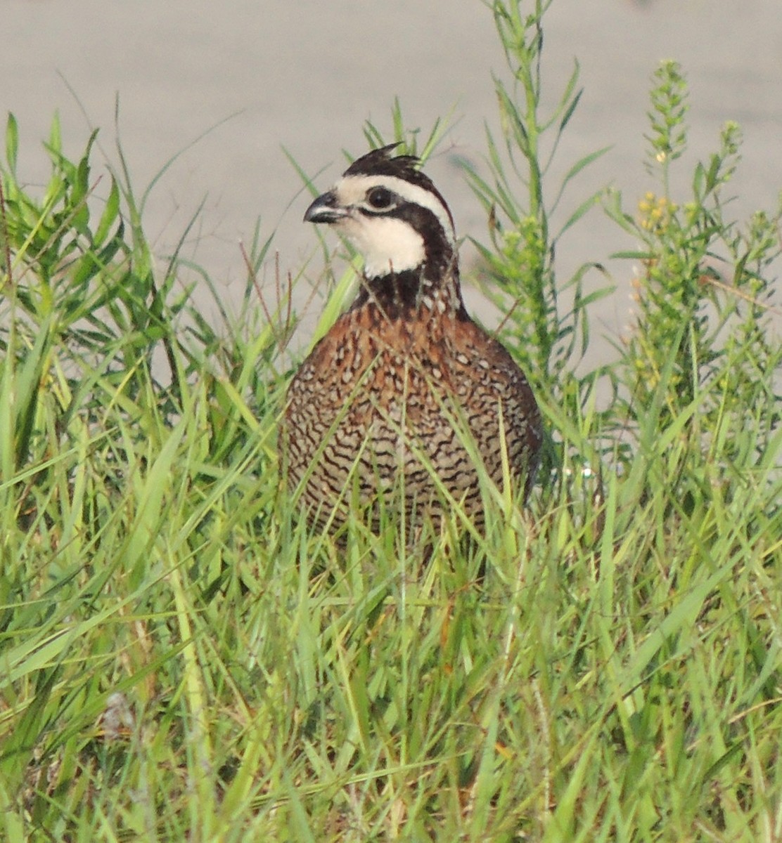 Northern Bobwhite - alice horst