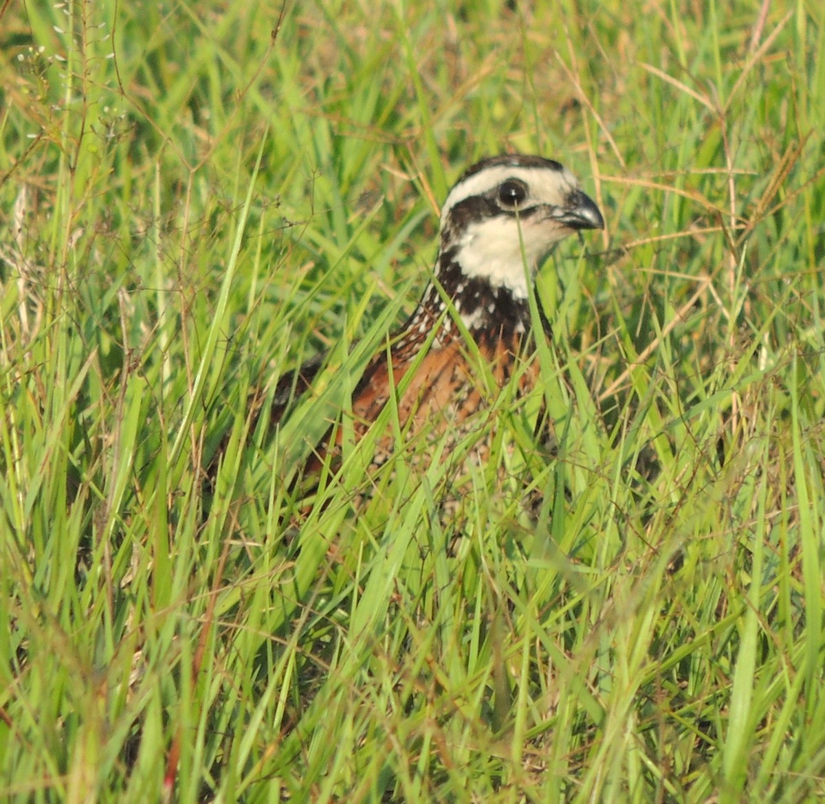 Northern Bobwhite - alice horst