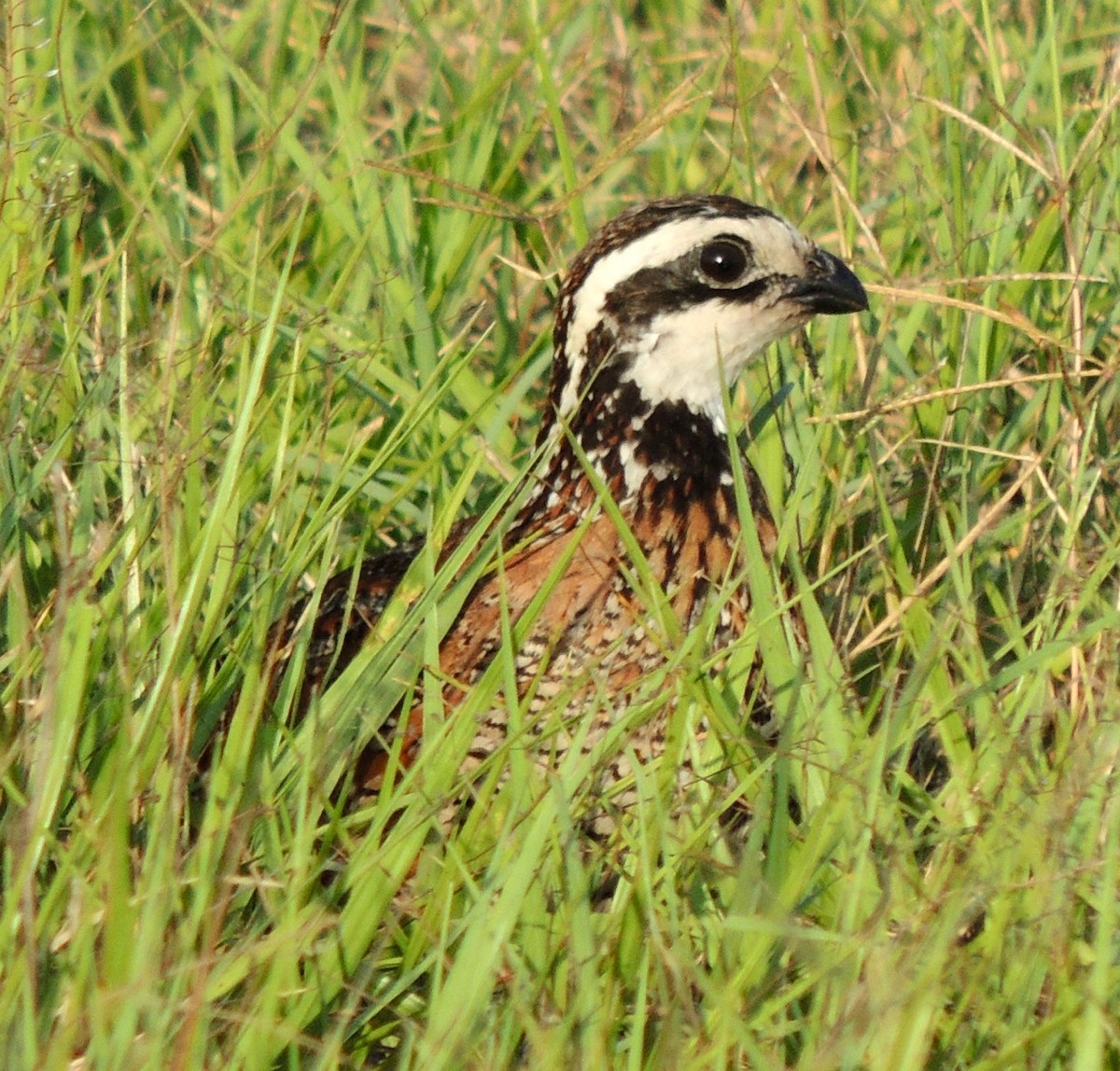 Northern Bobwhite - alice horst