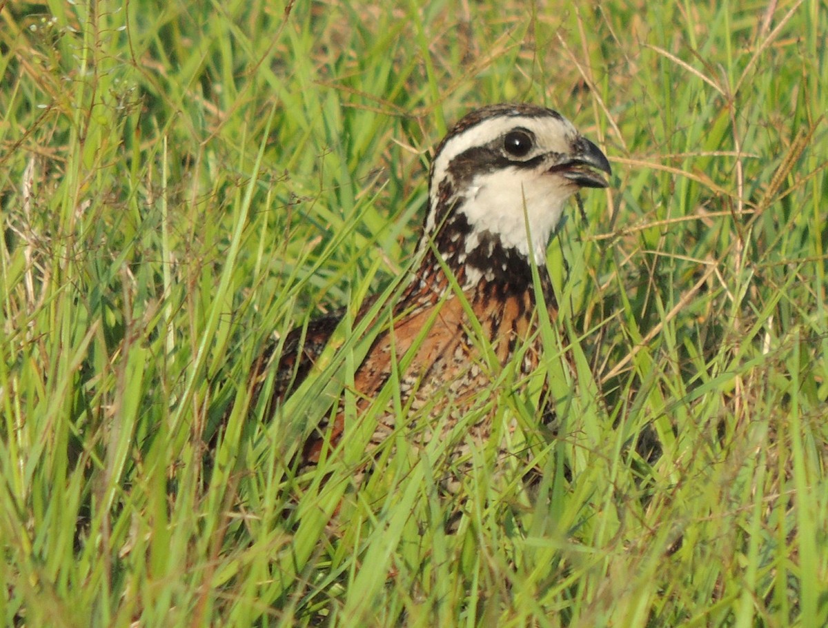 Northern Bobwhite - alice horst