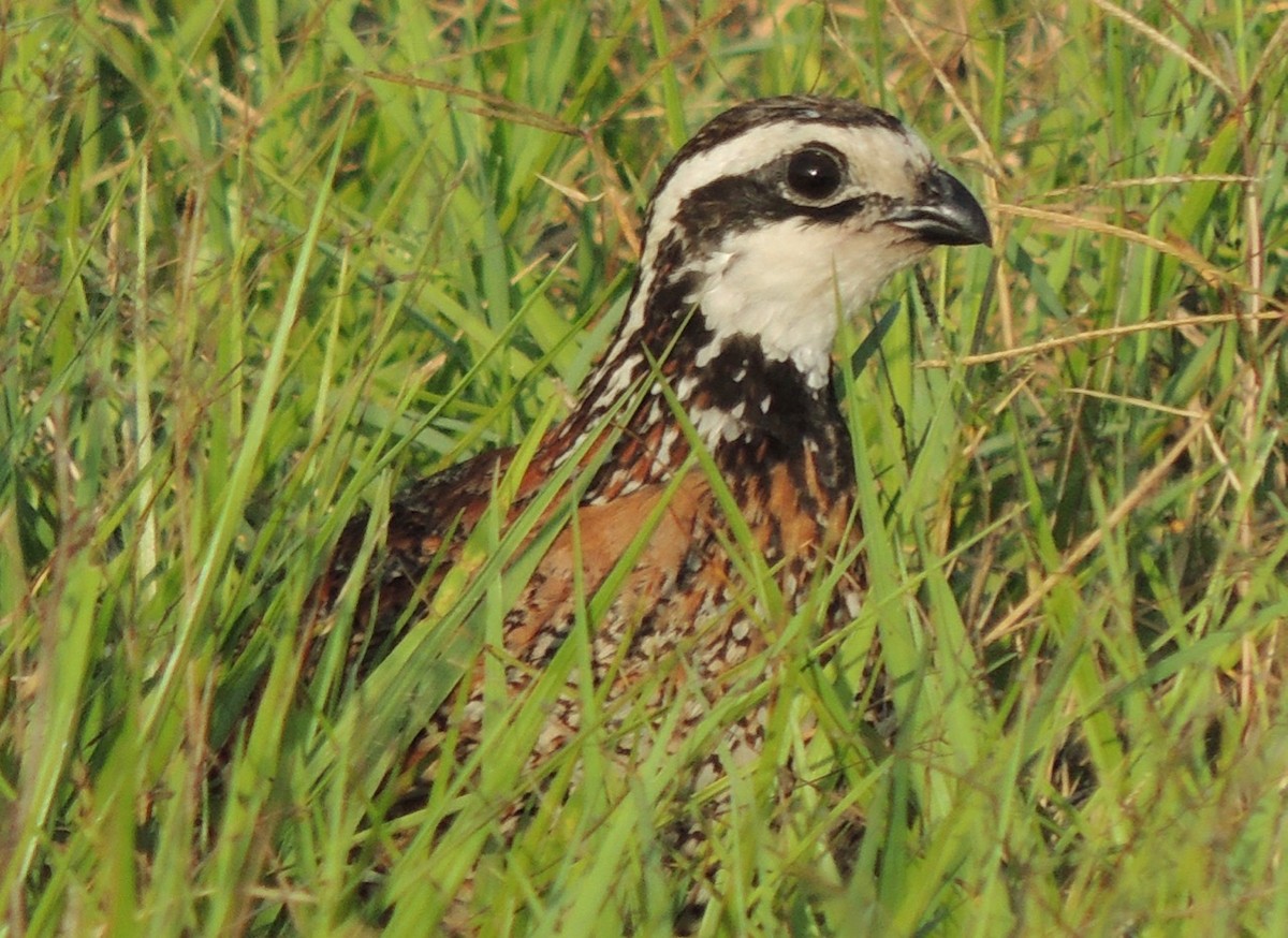 Northern Bobwhite - ML619206258