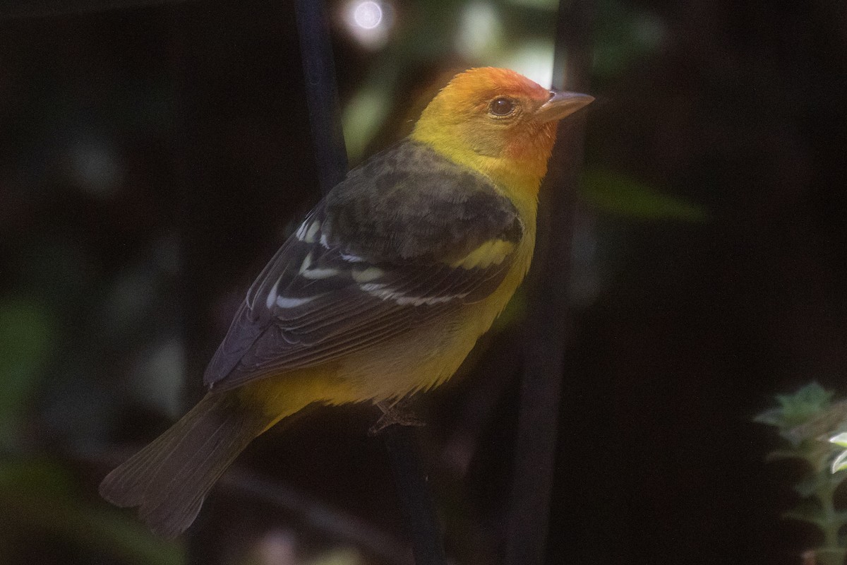 Western Tanager - Otto Mayer