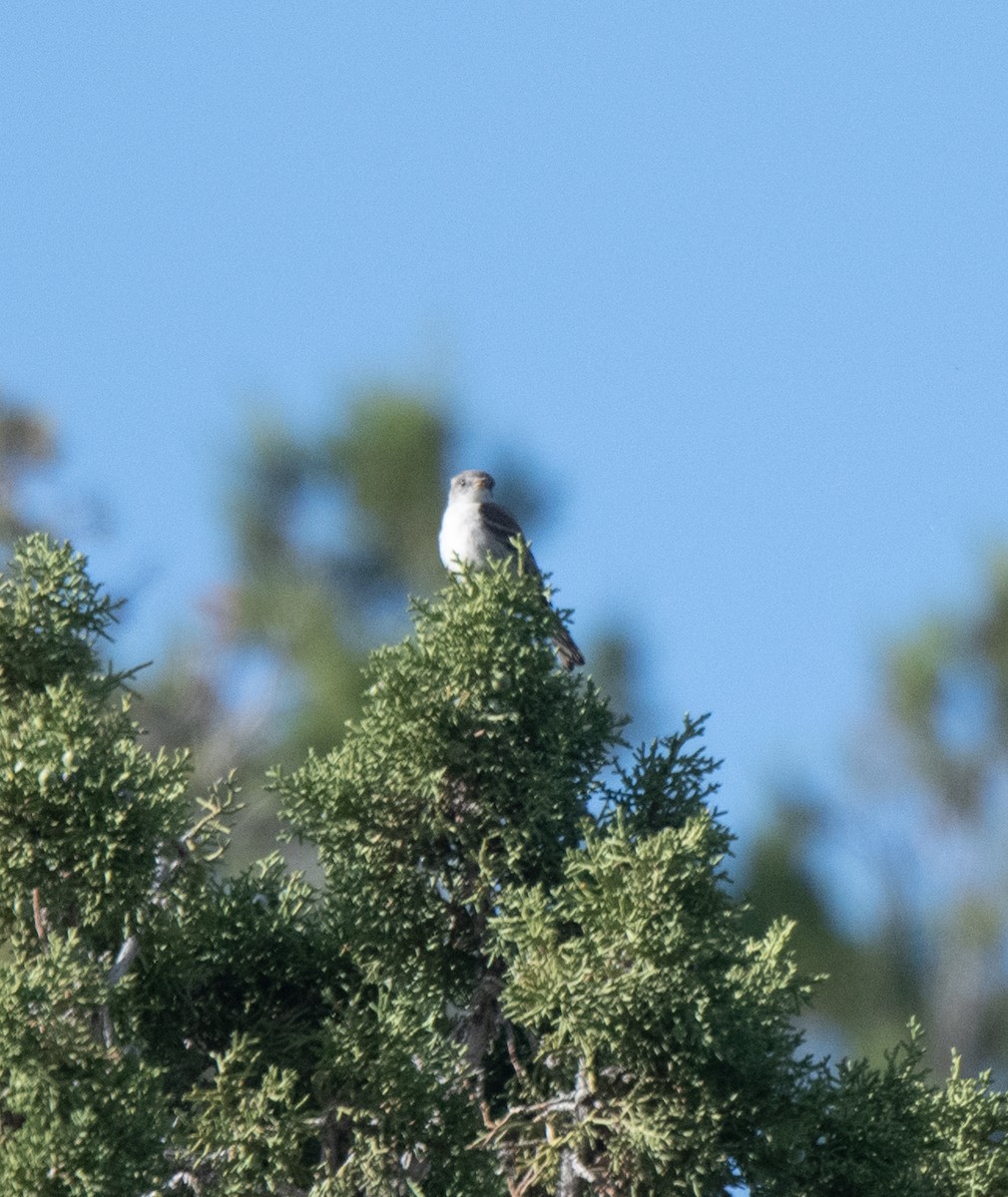 Gray Flycatcher - Esther Sumner