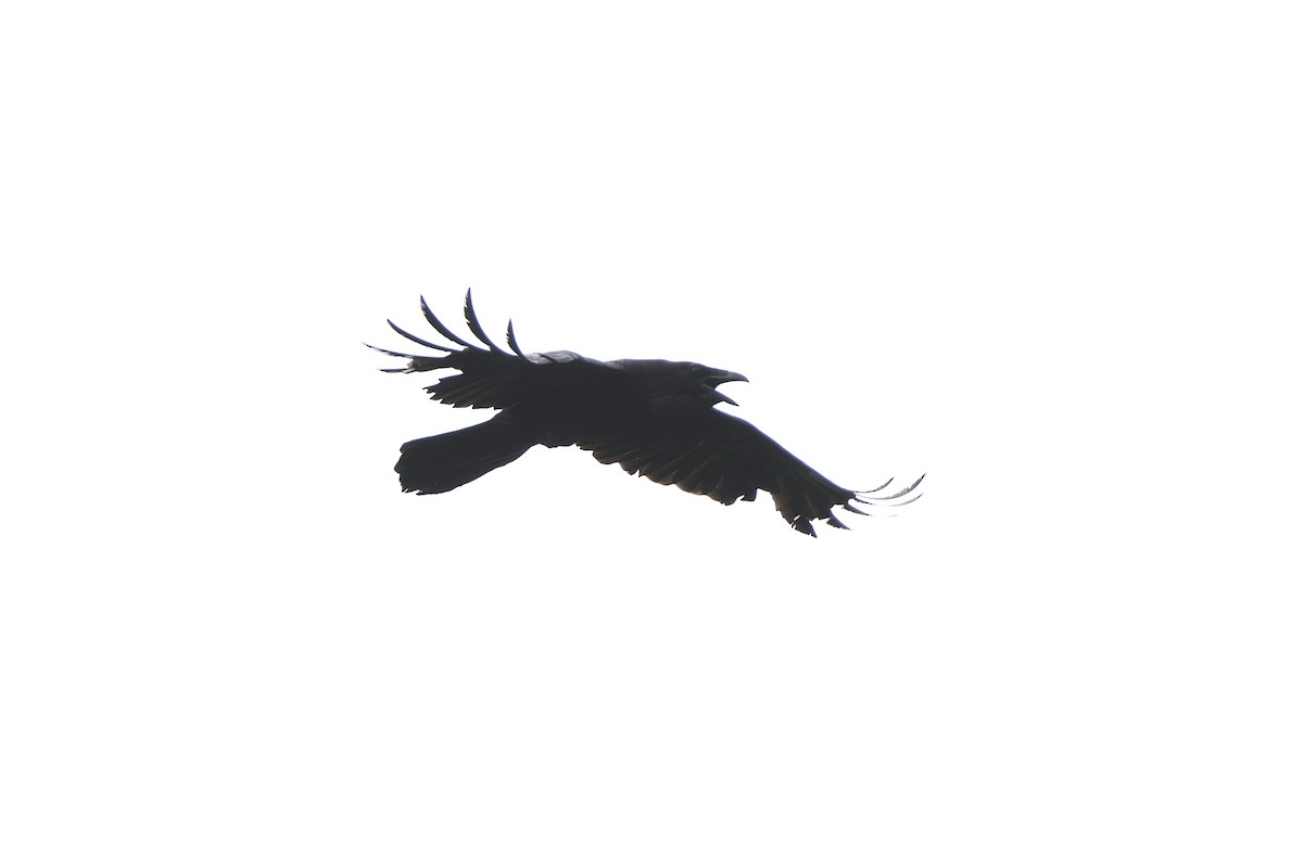 Common Raven - terence zahner