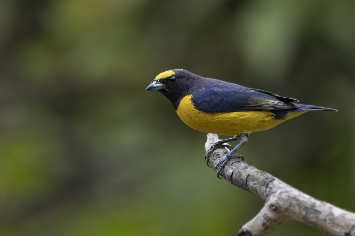 Purple-throated Euphonia - Gustavo Silva