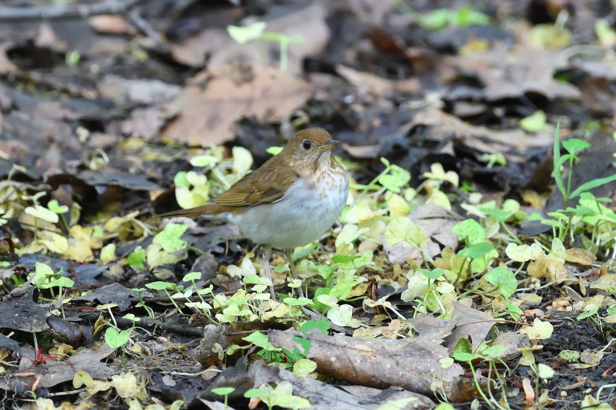 Veery - terence zahner