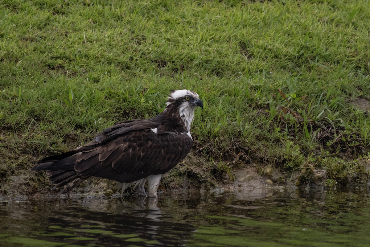 Osprey - Lauren Davies