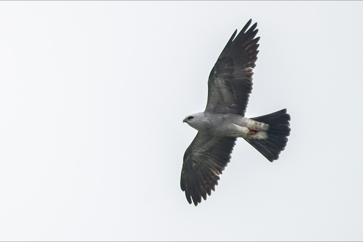 Mississippi Kite - Lauren Davies