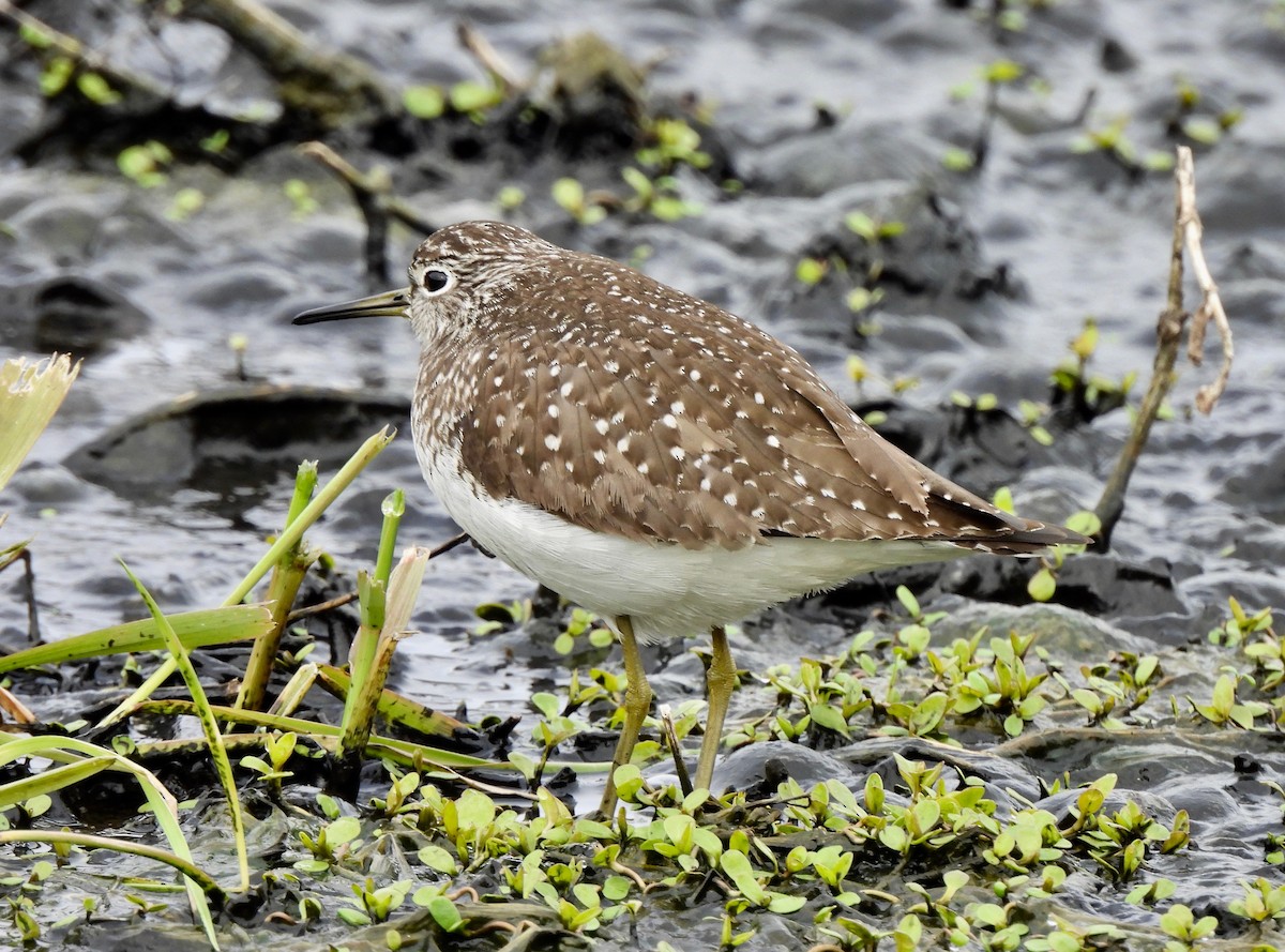 Solitary Sandpiper - ML619206295