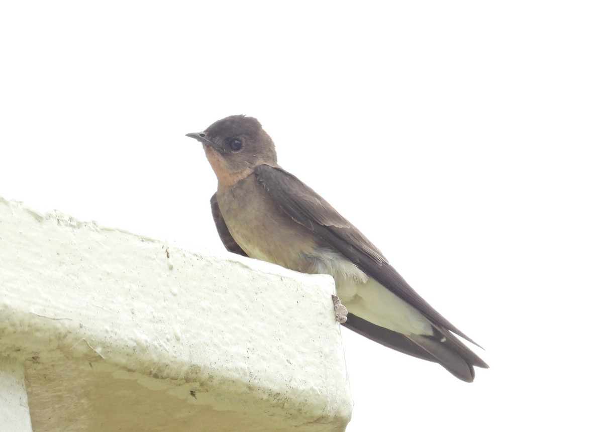 Southern Rough-winged Swallow - Alejandra Pons