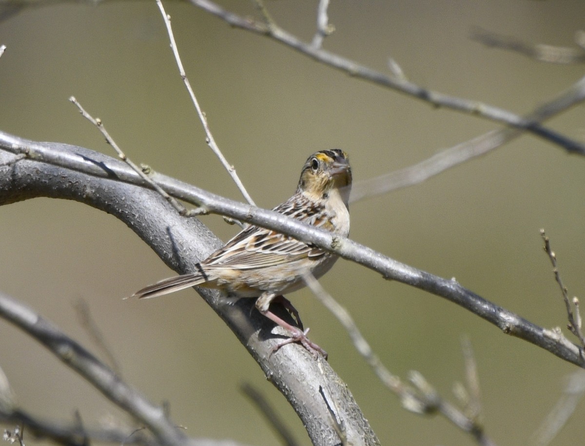 Grasshopper Sparrow - Claudia C