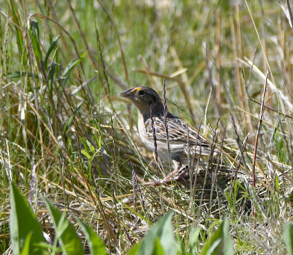 Grasshopper Sparrow - Claudia C