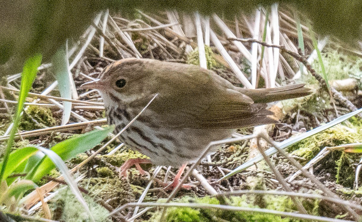 Ovenbird - ML619206326