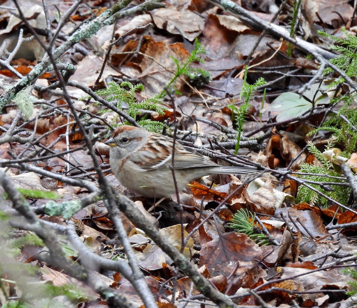 American Tree Sparrow - Pegg & Mark Campbell