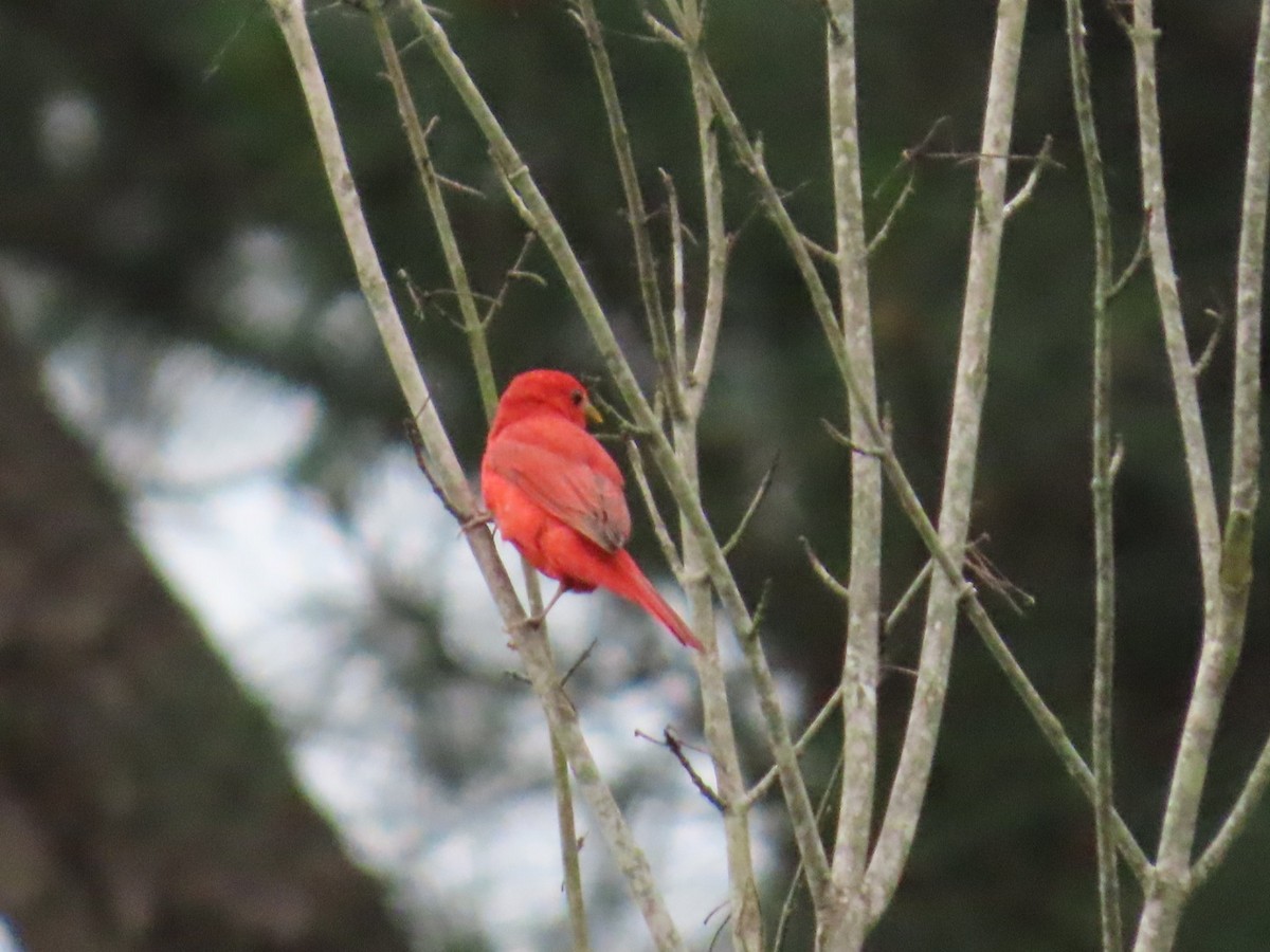 Summer Tanager - ML619206331