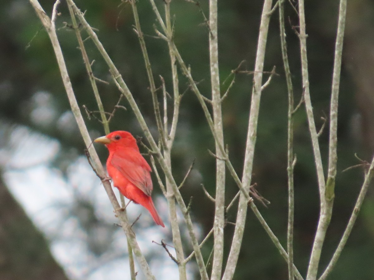 Summer Tanager - ML619206332