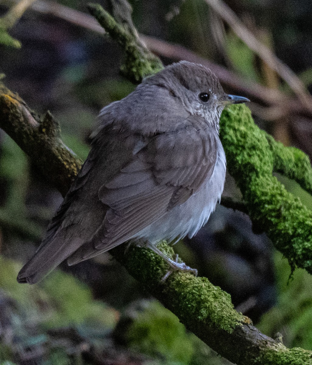 Gray-cheeked Thrush - ML619206345