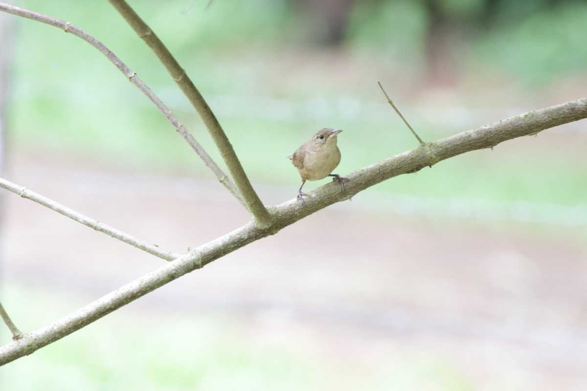 House Wren - allie bluestein