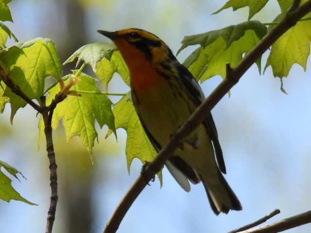 Blackburnian Warbler - ML619206380