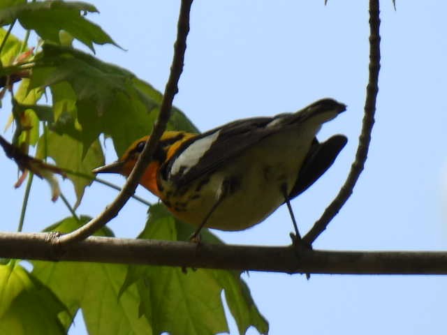 Blackburnian Warbler - ML619206382