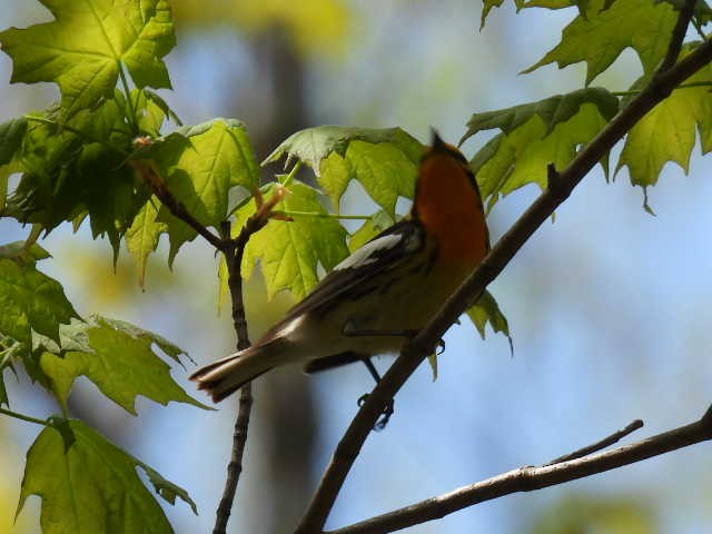 Blackburnian Warbler - ML619206385