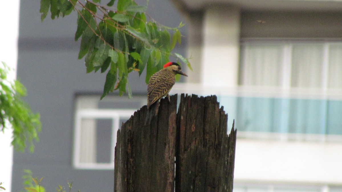 Green-barred Woodpecker - Selene Torres V.