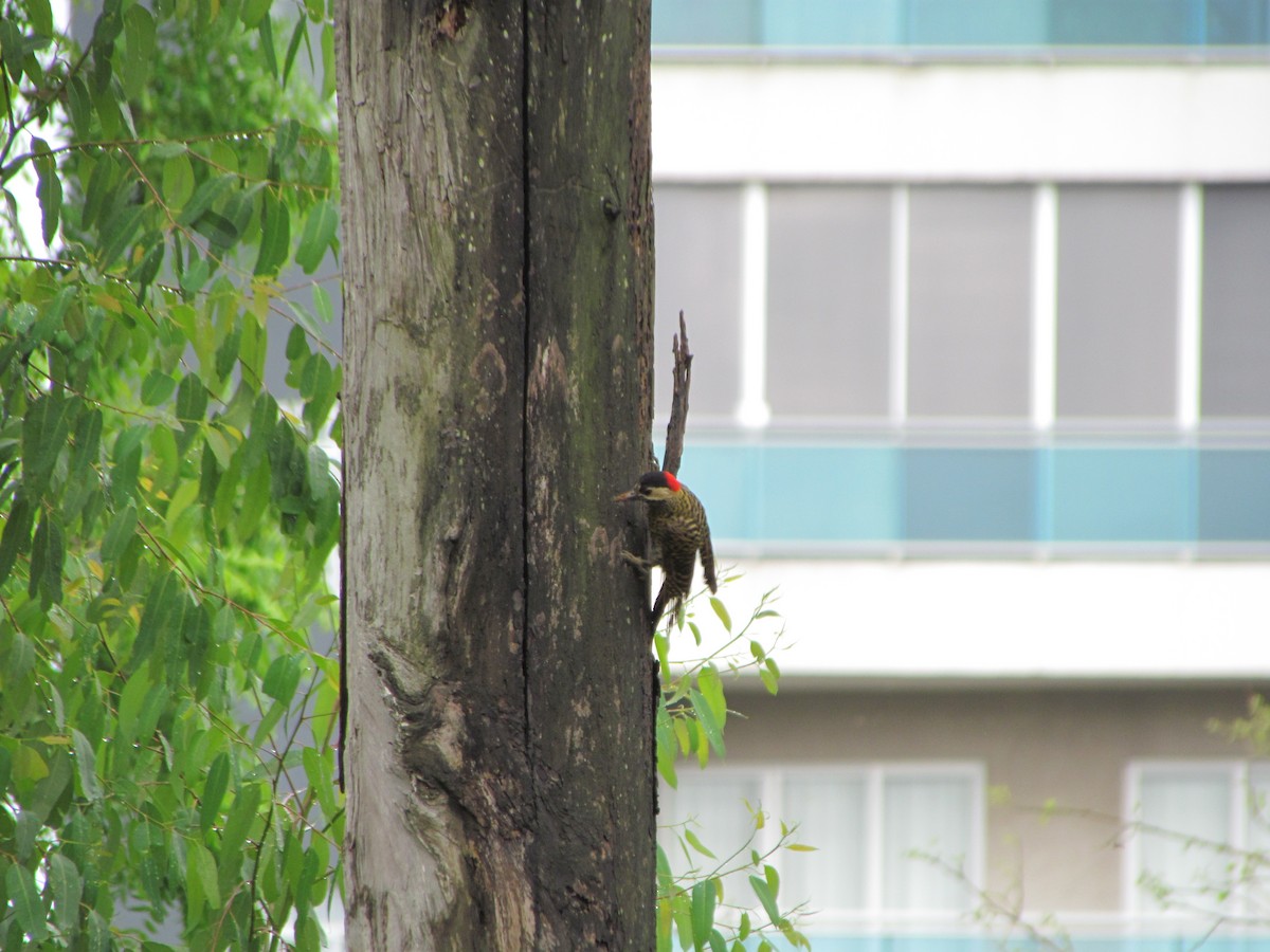 Green-barred Woodpecker - Selene Torres V.