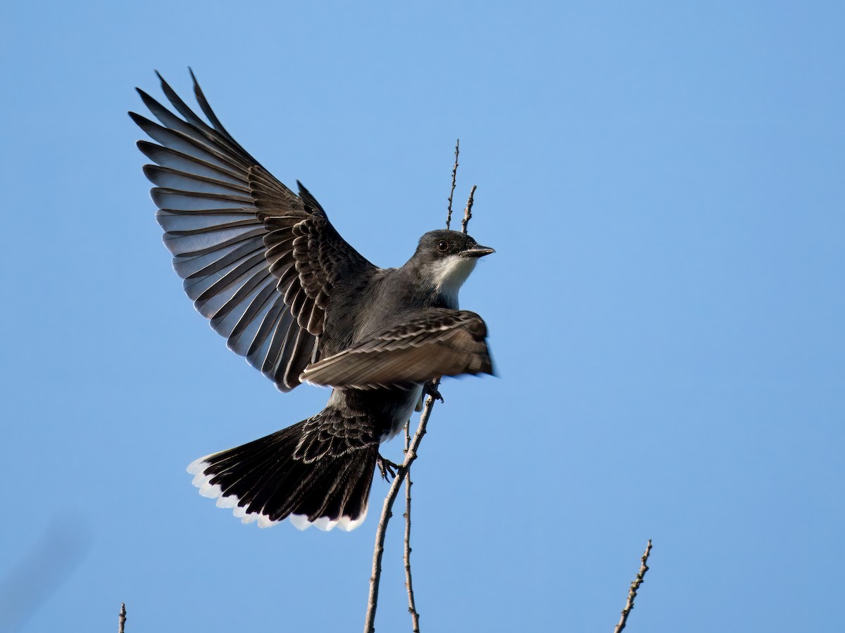 Eastern Kingbird - Cin-Ty Lee