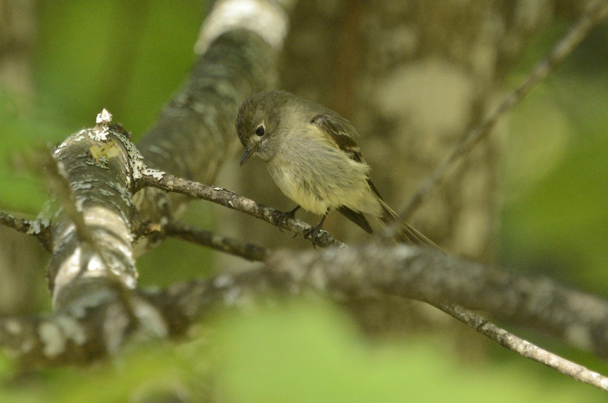 Western Flycatcher (Pacific-slope) - Gary Davidson