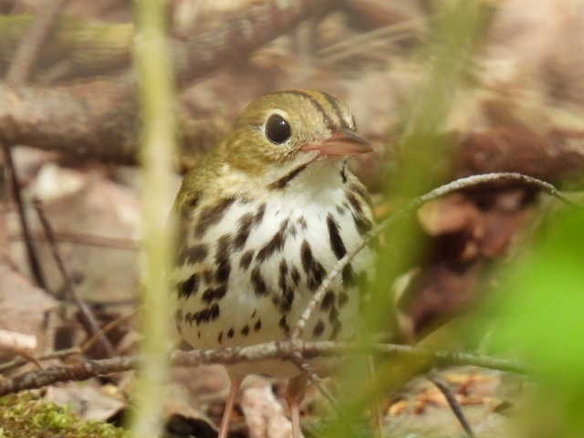 Ovenbird - Joe McGill