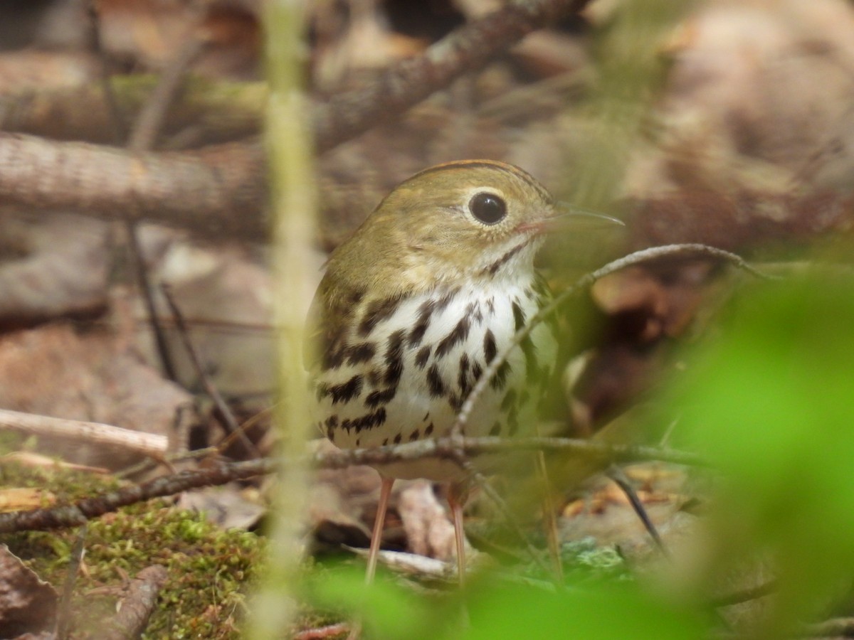 Ovenbird - Joe McGill