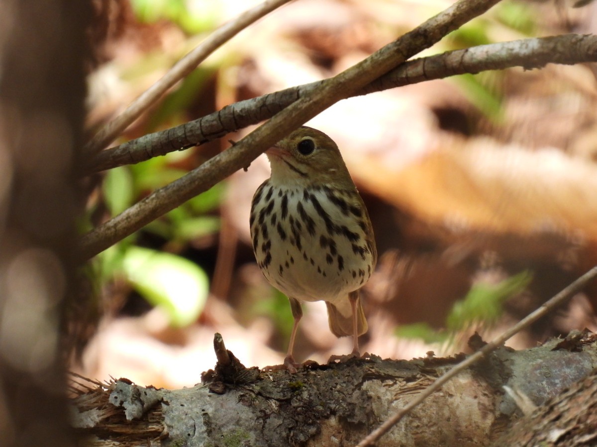 Ovenbird - Joe McGill