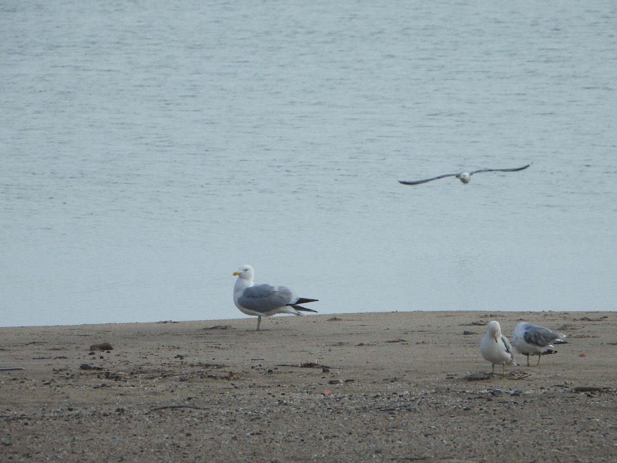 Ring-billed Gull - Patrick Heeney