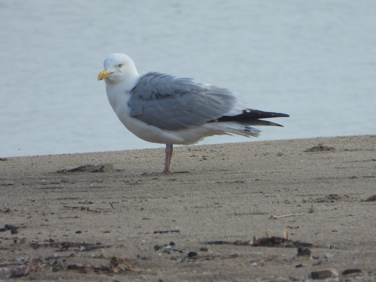 American Herring Gull - ML619206453