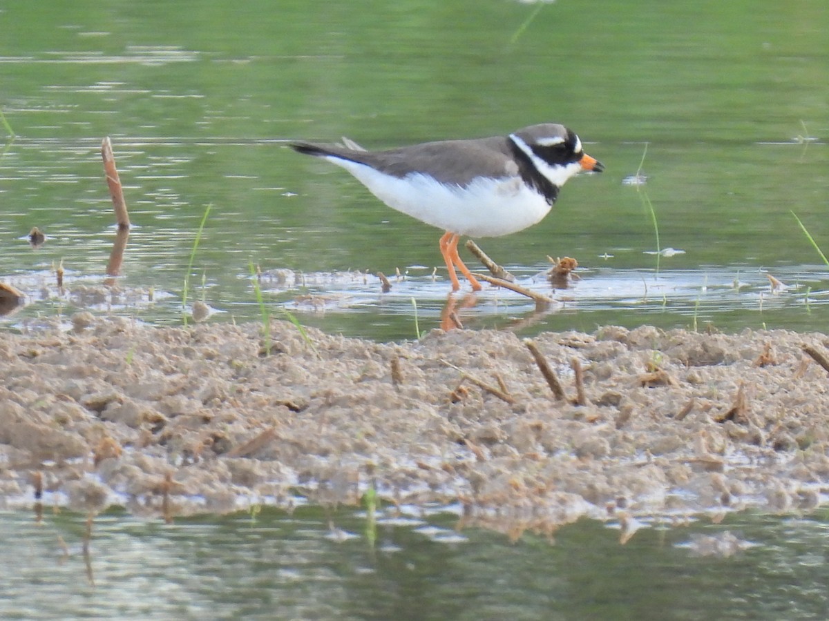 Common Ringed Plover - Miguel Ángel  Pardo Baeza