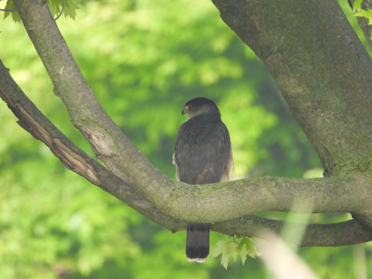 Cooper's Hawk - ML619206465