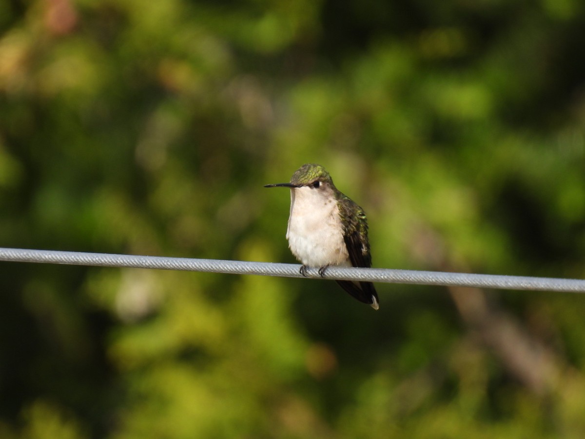 Ruby-throated Hummingbird - Joe McGill