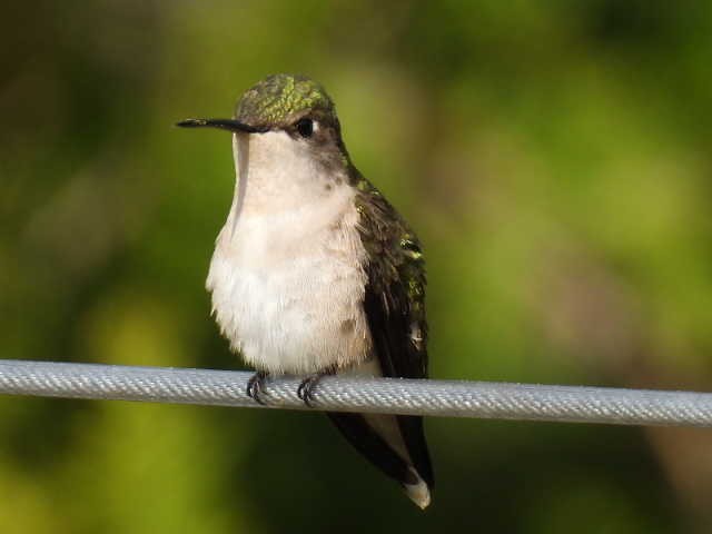 Ruby-throated Hummingbird - Joe McGill